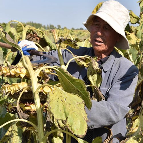 生瓜子葵花籽新货薄皮363特大颗粒内蒙古5斤散装新鲜现炒原味瓜子 - 图0