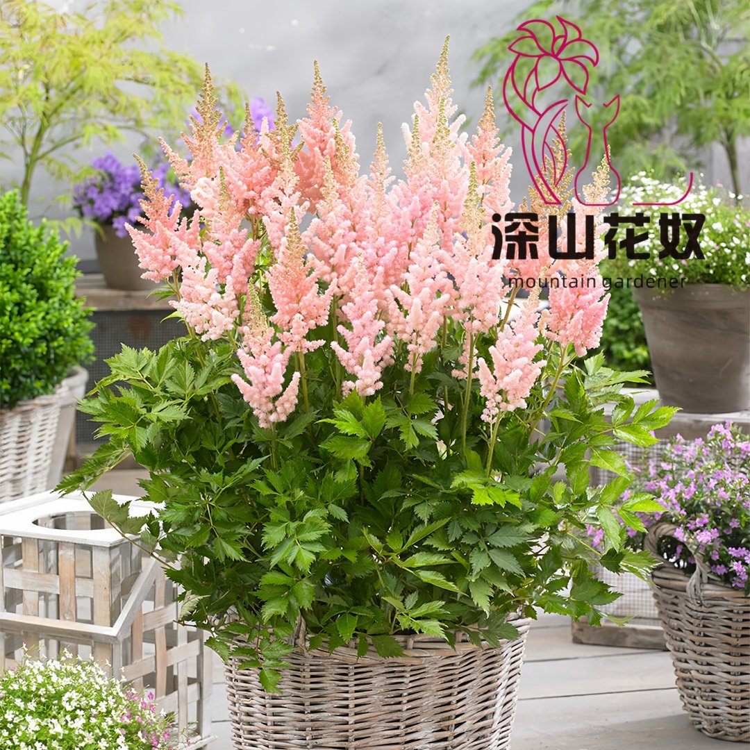 深山花奴 盆苗 落新妇耐阴络新妇多年生花卉阳台盆栽庭院花境植物,淘宝优惠券,粉丝福利购,淘宝优惠卷