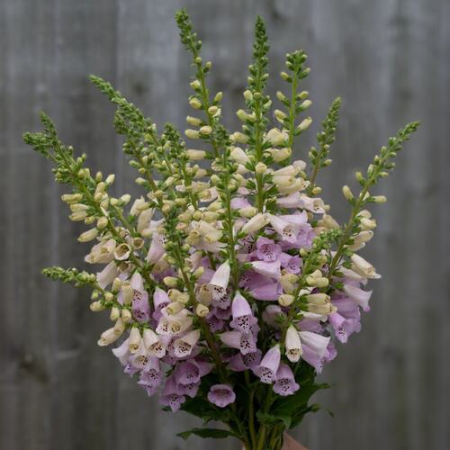 深山花奴 【盆苗】毛地黄粉豹斑点桃粉趣味庭院花境阳台线性植物 - 图1
