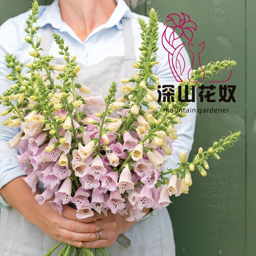 深山花奴 【盆苗】毛地黄粉豹斑点桃粉趣味庭院花境阳台线性植物 - 图0