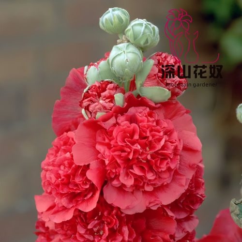 深山花奴 【盆苗】查特奶油桃子与梦重瓣蜀葵一丈红多年生耐寒 - 图3