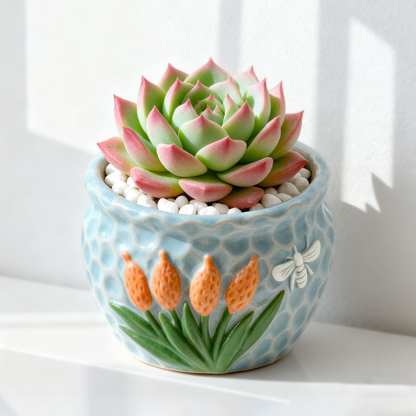 多肉小盆栽仙人球绿植带盆办公室桌面室内植物名贵仙人掌幼儿园礼,淘宝优惠券,粉丝福利购,淘宝优惠卷