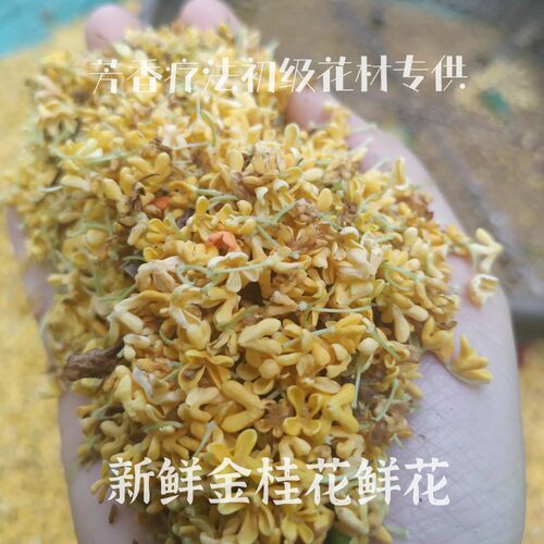 新鲜金桂花鲜花 每年10月花期 制作桂花纯露桂花蜜桂花酒桂花干花 - 图0
