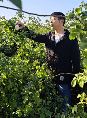 保加利亚品种的白玫瑰纯露 单方私人纯露定制 采露人工作室提取