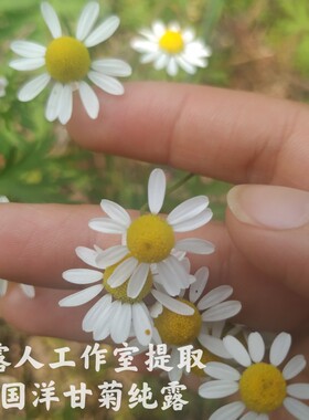 德国洋甘菊纯露CLR/采露人舒缓修