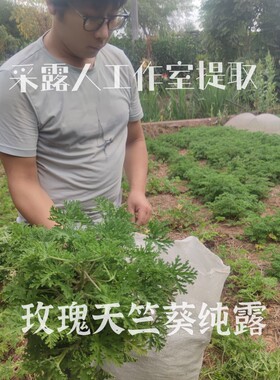 天竺葵玫瑰CLR/采露人补水