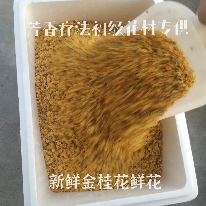 新鲜金桂花鲜花每年10月花期制作桂花纯露桂花蜜桂花酒桂花干花-图1