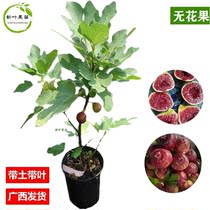 The Pokkie Red No Flower Miao Result of the year Result of Guangxi Shipping variety Zhengzong quantity is great from excellent