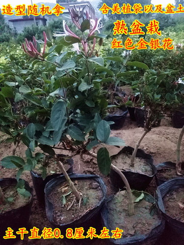 红金银花苗盆景树桩红黄白色五彩金银花小苗熟盆爬藤攀援带盆栽好 - 图2