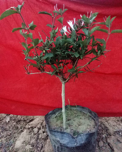 红金银花苗盆景树桩红黄白色五彩金银花小苗熟盆爬藤攀援带盆栽好 - 图1
