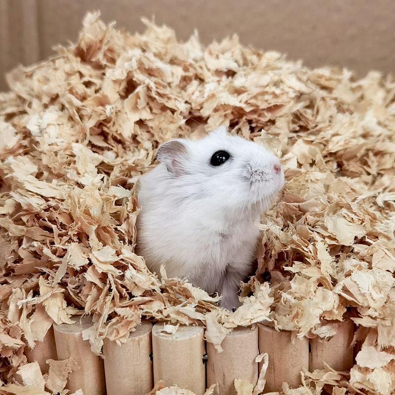 仓鼠木屑纸棉兔子龙猫豚鼠仓鼠用品除臭无尘保暖垫料木削垫材冬天 - 图0