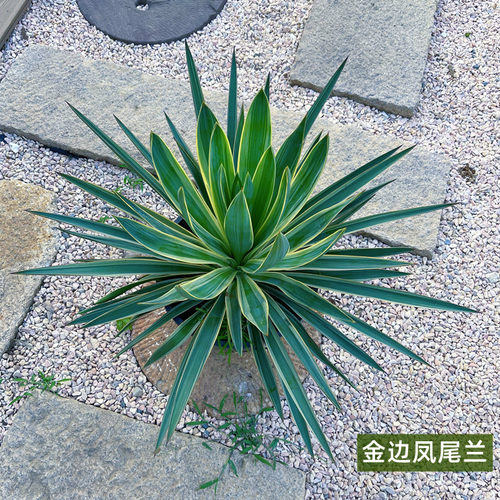 金边凤尾兰盆栽龙舌兰剑麻庭院阳台耐寒花卉四季常绿耐寒花镜植物 - 图2