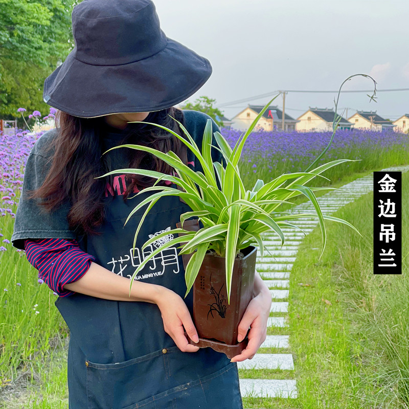 花明月金边吊兰盆栽植物花卉大苗卷发女郎甲醛桌面小叶绿含盆垂吊-图0