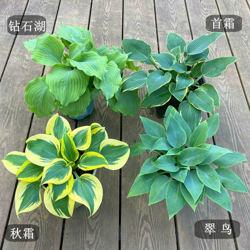 玉簪花庭院耐阴彩色地被植物金边青叶草本多年生宿根观叶耐寒花卉 - 图2