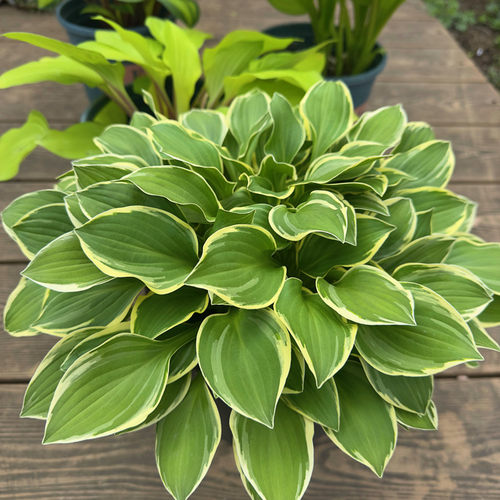 玉簪花庭院耐阴彩色地被植物金边青叶草本多年生宿根观叶耐寒花卉 - 图1