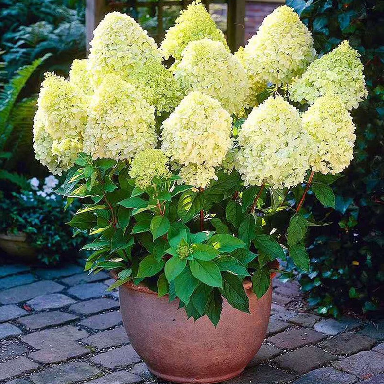 圆锥绣球棒棒糖花镜庭院植物香草草莓耐晒耐寒木绣球树苗花卉盆栽 - 图1