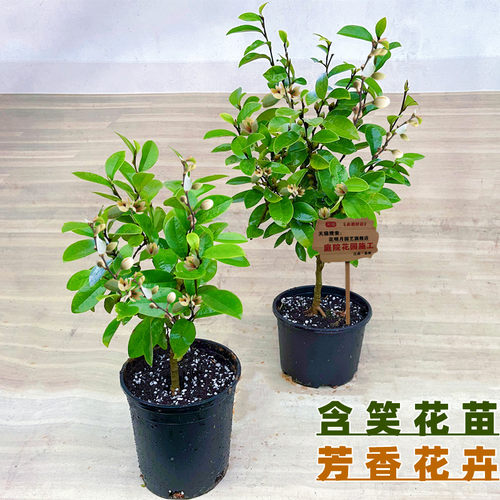 含笑花苗盆栽含笑树苗芳浓香型花卉植物庭院阳台四季常青花带花苞 - 图0