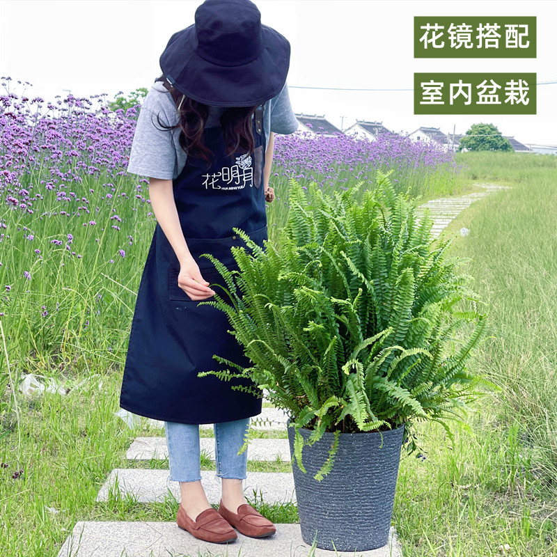 肾蕨盆栽蕨类植物波士顿室内鸟巢富贵彩虹蕨耐阴四季常青花镜植物 - 图2