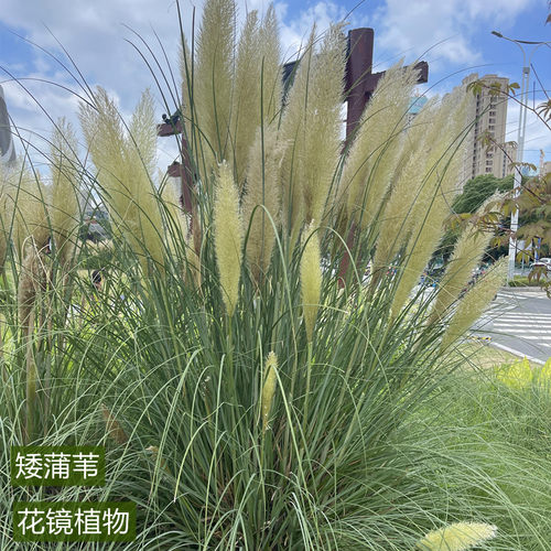 正宗矮蒲苇花苗盆栽庭院抽穗开花多年生常绿芦苇草类搭配花镜植物 - 图0