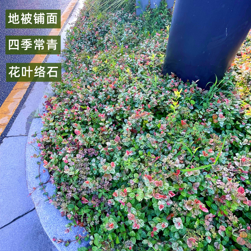 花叶络石盆栽庭院彩叶花卉黄金络石吊兰爬藤四季常青藤蔓植物花园 - 图1