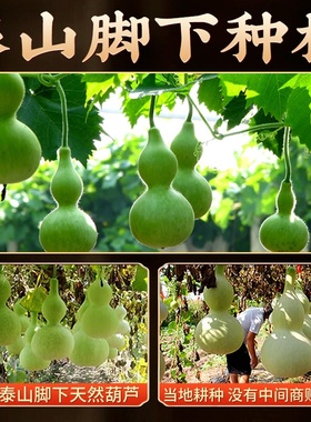 葫芦门口挂件五帝钱门对门大门对卧室门天然开口真葫芦中国结摆件