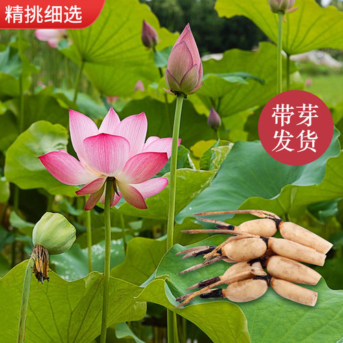 食用莲藕种苗种根池塘高产大型食用莲藕荷花苗种子观赏藕苗莲藕苗 - 图2