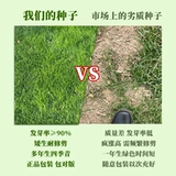 Китайские лучи травы тонкие листья японские лучи травы на Тайване, Тайваньский корт травы, выделенные семена газона травы, чтобы вопить