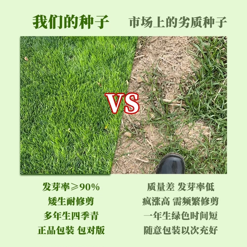 Китайские лучи травы тонкие листья японские лучи травы на Тайване, Тайваньский корт травы, выделенные семена газона травы, чтобы вопить