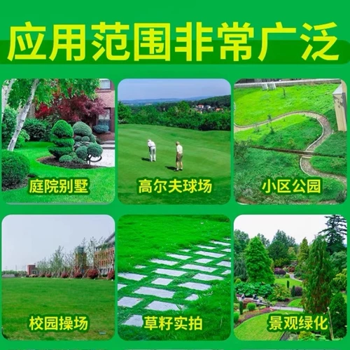 Китайские лучи травы тонкие листья японские лучи травы на Тайване, Тайваньский корт травы, выделенные семена газона травы, чтобы вопить