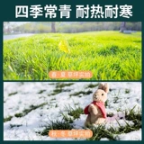 Китайские лучи травы тонкие листья японские лучи травы на Тайване, Тайваньский корт травы, выделенные семена газона травы, чтобы вопить