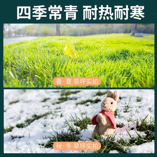 Китайские лучи травы тонкие листья японские лучи травы на Тайване, Тайваньский корт травы, выделенные семена газона травы, чтобы вопить