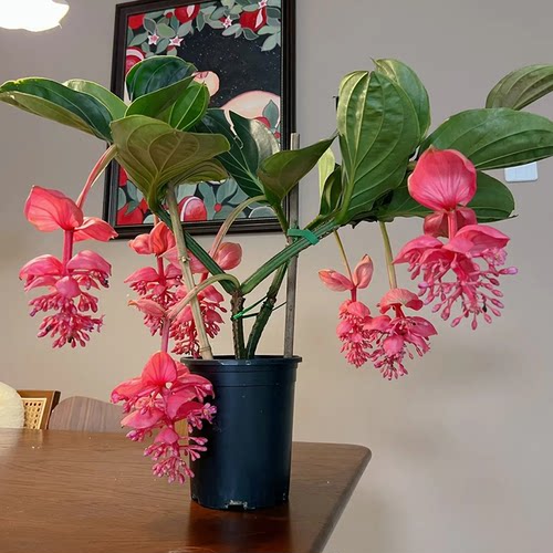 宝莲灯盆栽带花苞大苗高级花卉室内绿植多年生珍珠宝莲灯花苗好养 - 图0
