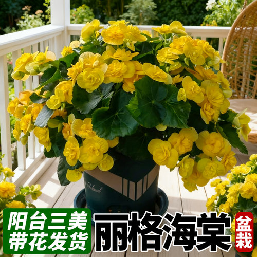 丽格海棠重瓣大花带花苞景观夫妻垂吊海棠盆栽阳台四季好养喜阳花 - 图1