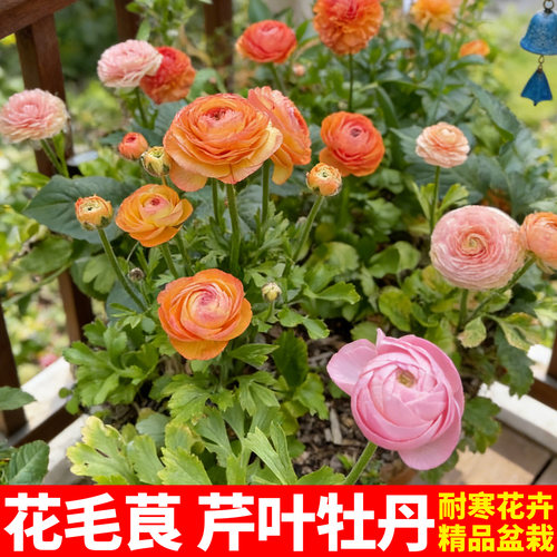 洋牡丹盆栽带花苞花毛茛花苗四季好养重瓣大花阳台庭院开花卉植物 - 图1