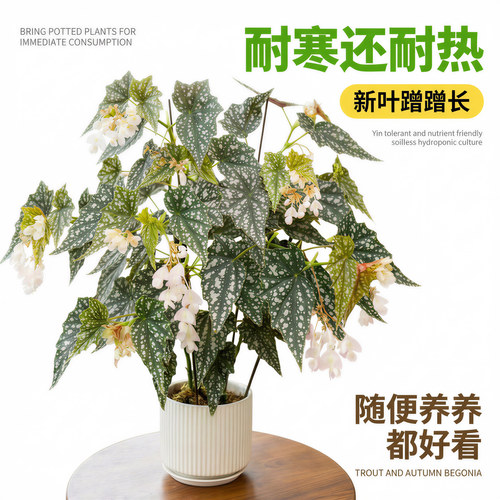 鳟鱼粉旗鱼秋海棠盆栽室内ins风网红绿植蟆叶秋海棠海威耐阴好养 - 图1