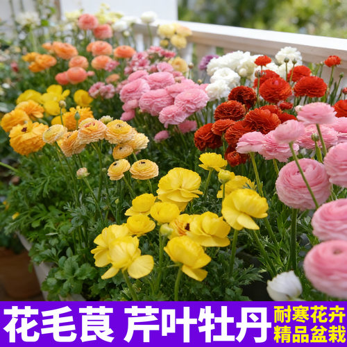 洋牡丹盆栽带花苞花毛茛花苗四季好养重瓣大花阳台庭院开花卉植物 - 图3