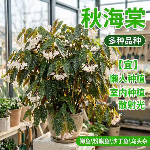 鳟鱼粉旗鱼秋海棠盆栽室内ins风网红绿植蟆叶秋海棠海威耐阴好养 - 图0