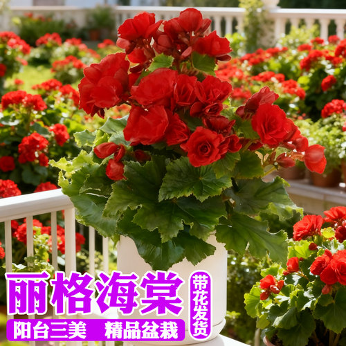 丽格海棠重瓣大花带花苞景观夫妻垂吊海棠盆栽阳台四季好养喜阳花 - 图0