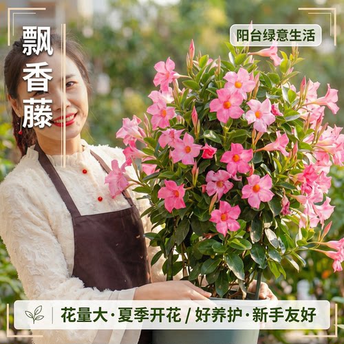 飘香藤盆栽带花苞阳台庭院四季好养开花重瓣大叶大花杏色爬藤植物 - 图3