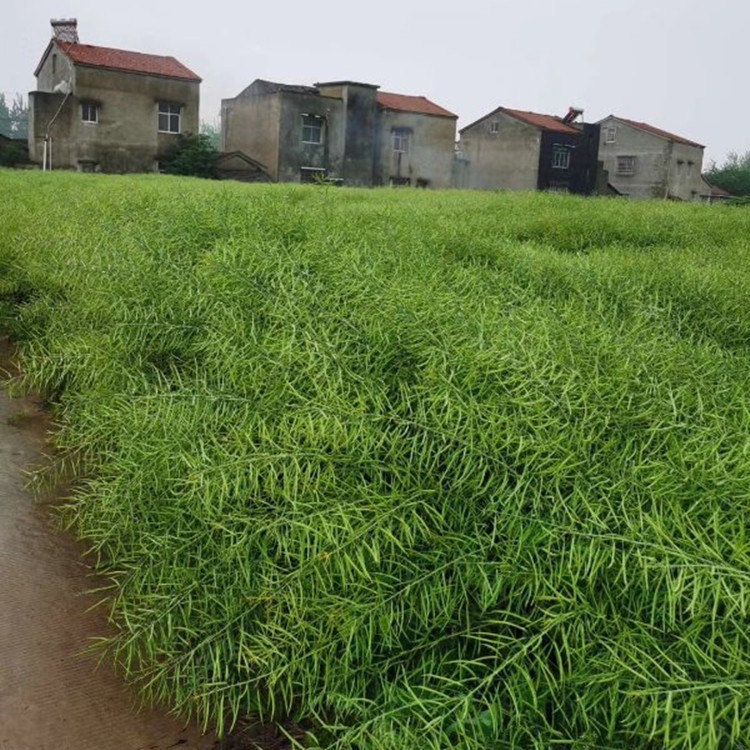 金矮油777油菜籽种 高产抗病抗倒伏油菜种子榨油观赏油菜花孑种苗 - 图2