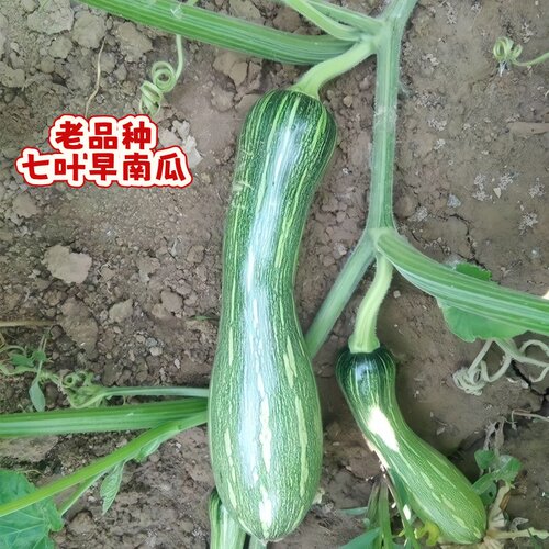 老品种七叶早南瓜苗正宗板栗味香芋南瓜苗种子贝贝南瓜苗秧苗带土 - 图3
