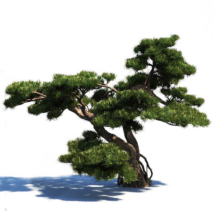 罗汉松  园林景观3d植物C4D/犀牛/OBJ/3ds/3dmax/maya/FBX/SU可用 - 图2