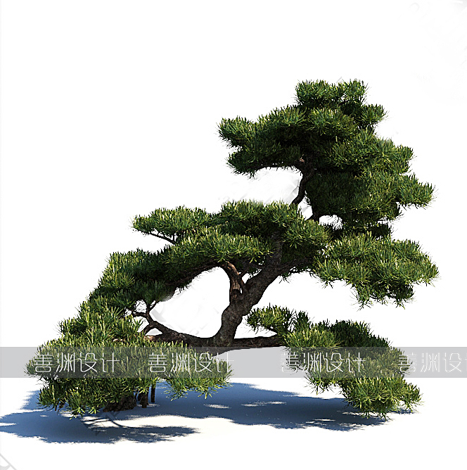 罗汉松  园林景观3d植物C4D/犀牛/OBJ/3ds/3dmax/maya/FBX/SU可用 - 图3