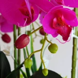 Phalaenopsis Simulation Цветочные орхидеи качаются новые китайские дома в гостиной.