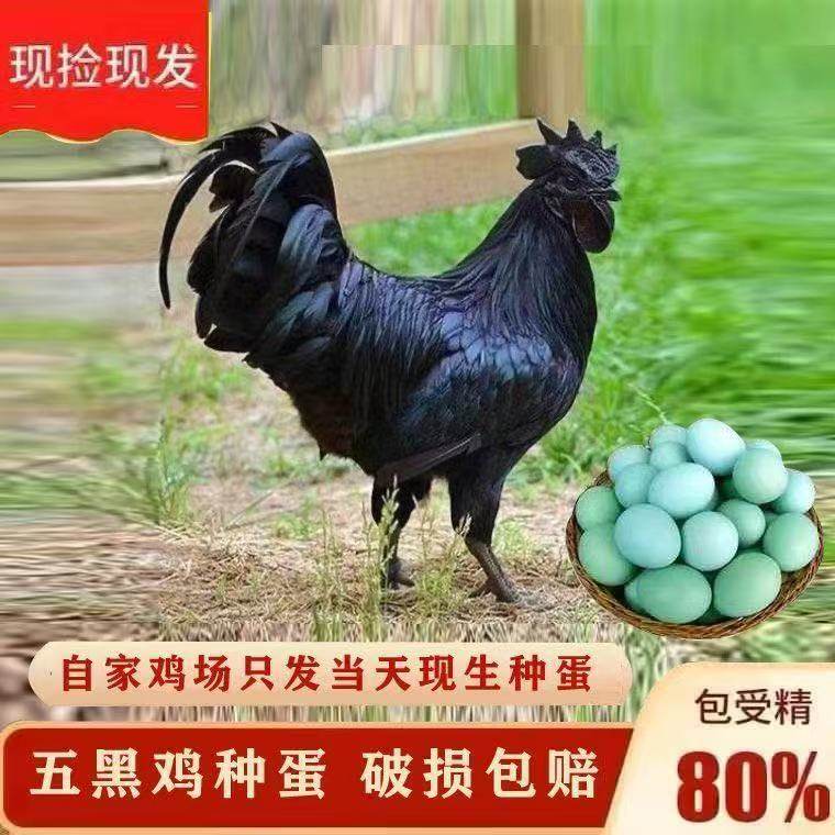 纯种五黑鸡种蛋受精蛋可孵化五黑一绿乌骨土鸡种蛋宠物鸡,淘宝优惠券,粉丝福利购,淘宝优惠卷