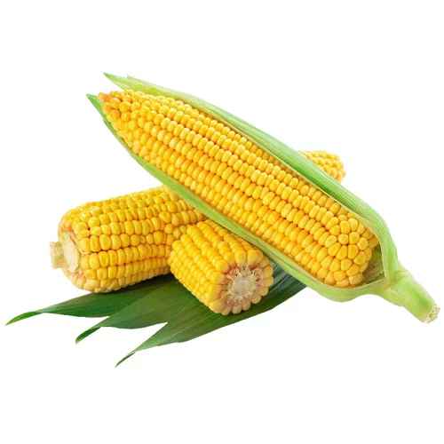 Семена семян семян семян кукурузы