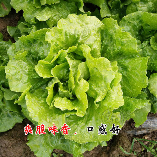 意大利生菜王种子种籽四季蔬菜菜种孑子籽种菜籽大全奶油孔雀菜莱 - 图2