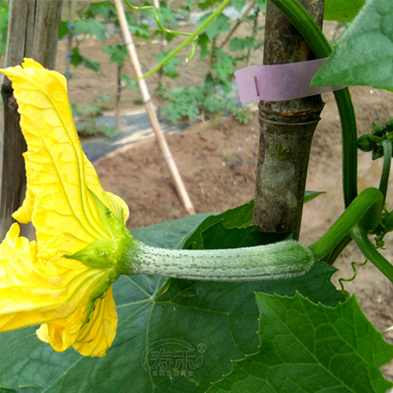 优比1号6号肉丝瓜种子种籽苗秧蔬菜孑水瓜短棒籽种水瓜南方新品种,淘宝优惠券,粉丝福利购,淘宝优惠卷