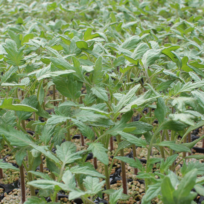 传家宝巨型牛排番茄种子种籽苗秧大西红柿秧苗四季马蹄蔬菜孑子 - 图3