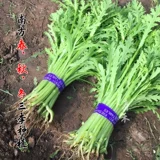 Цветочные семена семян семян семян листьев, семена артемизии, императорские овощи, осенние и зимние семена, зимние зеленые овощи, овощи, рапсовые рапсы